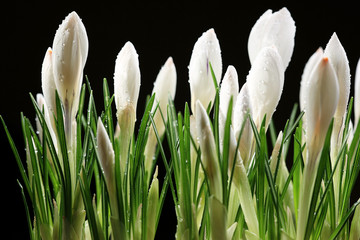 white crocus on a black background