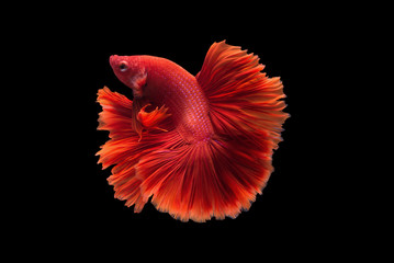 Halfmoon betta fish