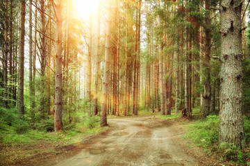 Obraz premium Spring landscape in the forest mist sun