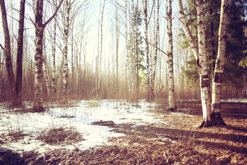 March landscape birch forest background
