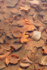 autumn leaves