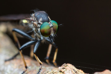Robber Fly / Close-Up of Robber Fly