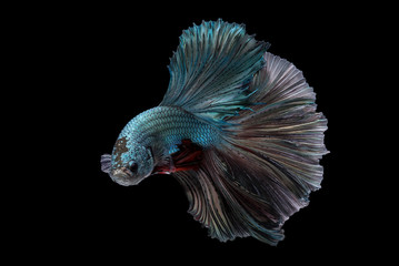 Halfmoon betta fish