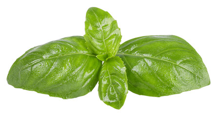 Leaves of basil with water drops isolated on white background