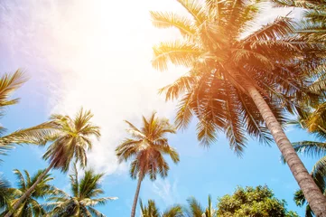 Photo sur Plexiglas Palmier Palmiers et soleil éclatant sur fond de ciel bleu