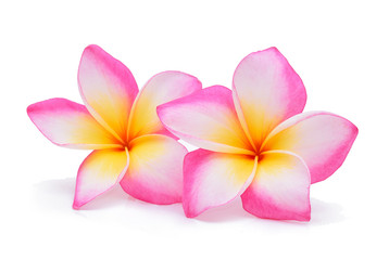 Frangipani, Pumeria, Frangipanni, isolated on white background