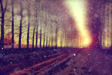 Forest in early spring sunset background