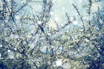 cherry blossoms spring background