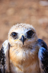 Portrait of a young falcon