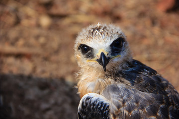 Portrait of a young falcon bird