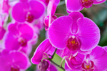 Panele Szklane  Różowy kwiat orchidei Phalaenopsis