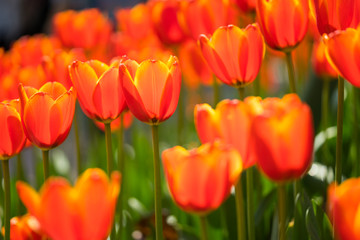 beautiful tulip