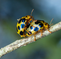 Mating beetle / Leaf beetle mating / Close-up of mating beetle