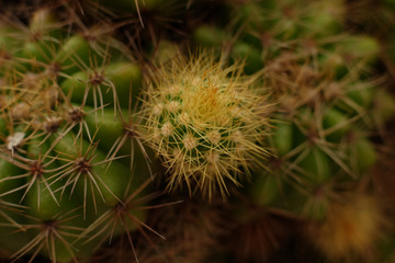 Prickly cactus