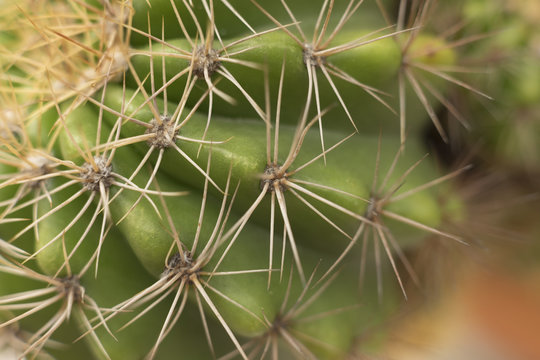 Prickly cactuses shown on the background blur