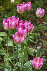 Pink tulip. Blooming pink tulips in a garden in springtime.