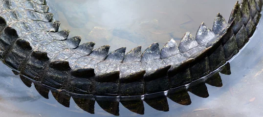 Crédence de cuisine en verre imprimé Crocodile Saltwater crocodile tail