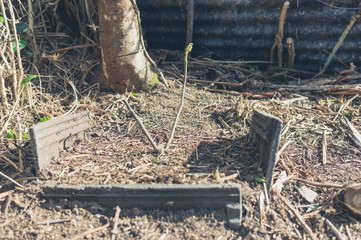 Small tree in contained within concrete