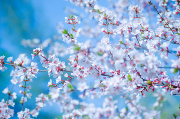 Spring cherry blossom