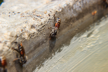 Bees drinking water