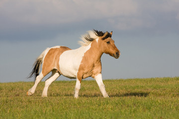 Nice pony running on meadow