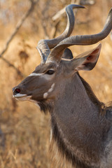 Male Greater Kudu portrait (Tragelaphus strepsiceros), Kruger Park, South Africa