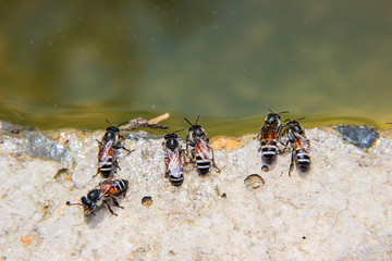 Bees drinking water
