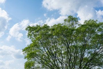 空と雲と木