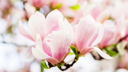 Obraz premium magnolia soulangeana blossoming, spring time