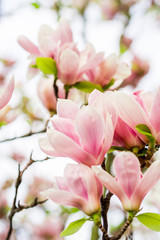 Obraz premium magnolia soulangeana blossoming, spring time