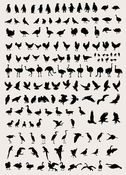 Bird and Fowl Silhouettes, art vector design