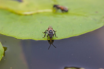 Bee drinking water