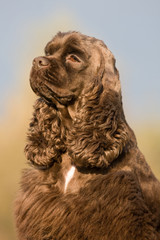 Autumn portrait of nice american cocker spaniel
