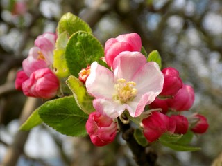 Flowering apple tree