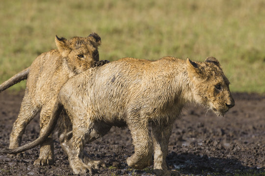 African lion cubs in mud hole