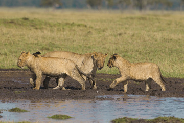African lion cubs at waterhole