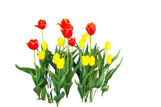 yellow and orange tulips