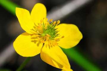 Meadow Buttercup (Ranunculus acris), close-up of flower