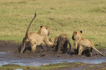 African lion cubs playing in a mud hole