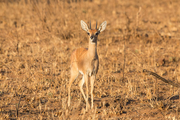 Naklejka na ściany i meble Steenbok (Raphicerus campestris), Kruger National Park, South Africa