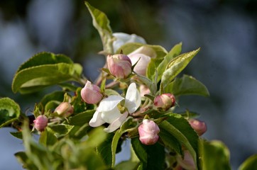 Apfelbaumblüten