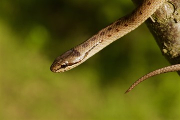 Serpente: Colubro