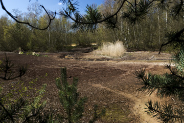 Fototapeta na wymiar moorland in a protected park