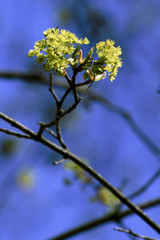 beautiful blooming tree in springbeautiful blooming tree beautiful blooming tree in spring