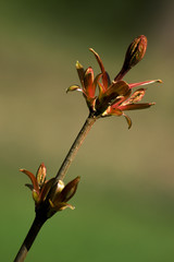 beautiful blooming tree in springbeautiful blooming tree beautiful blooming tree in spring