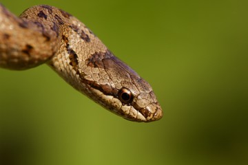 Serpente: Colubro