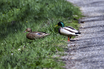 beautiful wild ducks in the wild