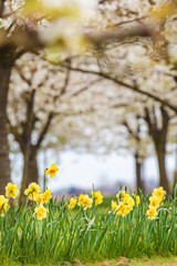 Narcissus in front of a blossom fruit trees