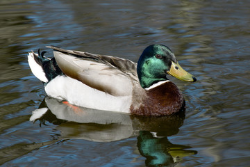 Obraz premium beautiful wild ducks in the wild