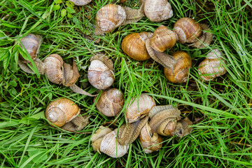 Group of snails on the grass